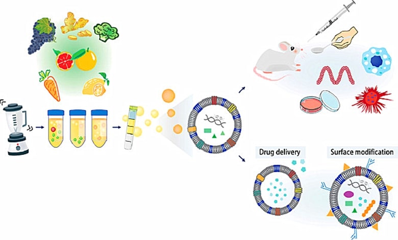 Plants secrete exosome-like nanoparticles.